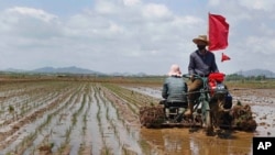 FILE - Farmers plant rice at the Namsa Co-op Farm in Rangnang district on the outskirts of Pyongyang, North Korea, May 25, 2021.