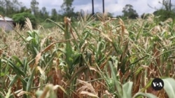 Malawi farmers learn food diversification to curb hunger