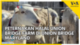 Peternakan Halal Union Bridge Farm di Union Bridge Maryland