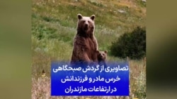 تصاویری از گردش صبحگاهی خرس مادر و فرزندانش در ارتفاعات مازندران
