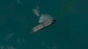 This satellite image from Planet Labs PBC shows the seized oil tanker Niovi off the coast of Bandar Abbas, Iran, May 6, 2023. (Planet Labs PBC via AP)