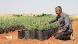 Efrîniyên Derbider Ji bo Vegerê di Çandina Her Şitlek Zeytûnê de Hêvîyekê Diçînin