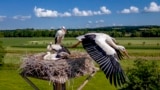 A stork starts from its nest while the family looks on in the outskirts of Wehrheim near Frankfurt, Germany, June 24, 2024.