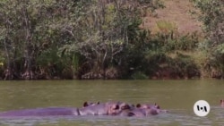 Colombia in Race to Reduce Its Hippo Population