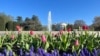 El paseo primaveral por los jardines de la Casa Blanca ocurrirá durante le primer fin de semana de abril, en el que se espera la visita de unas 40.000 personas.