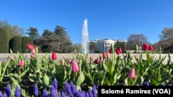 El paseo primaveral por los jardines de la Casa Blanca ocurrirá durante le primer fin de semana de abril, en el que se espera la visita de unas 40.000 personas.