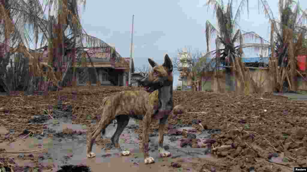 Seekor anjing berdiri di kawasan terkena dampak letusan gunung berapi Gunung Ruang, di desa Laingpatehi, Kabupaten Kepulauan Sitaro, Provinsi Sulawesi Utara, Indonesia, Jumat, 3 Mei 2024. (Foto: Chermanto Tjaombah/Reuters)