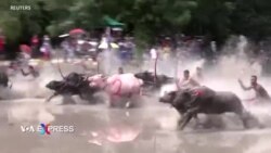Thái Lan đua trâu nước, mở màn mùa cày cấy