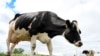 US scientists hunt for answers as bird flu outbreak spreads among cows 