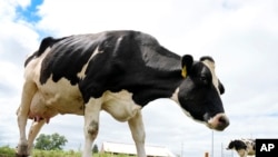 FILE - Dairy cows stand in a field outside of a milking barn at the U.S. Department of Agriculture's National Animal Disease Center research facility in Ames, Iowa, Aug. 6, 2024.