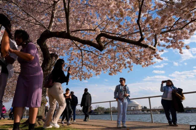 The Jefferson Memorial is visible as visitors to the Tidal Basin walk along an area as cherry trees enter peak bloom this week in Washington. Wednesday, March 20, 2024. (AP Photo/Pablo Martinez Monsvais)