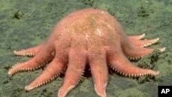 A sunstar eats an unknown prey in this photo provided by NOAA Ocean Exploration, taken from the Okeanos Explorer off the coast of Alaska on July 24, 2023, while exploring the mounds and craters of the sea floor along the Aleutian Islands.