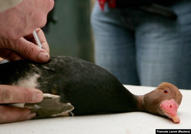 FILE - A duck receives a vaccination against bird flu at the Zwin nature reserve on the Belgian coastal city of Knokke-Heist February 22, 2006. (REUTERS/Francois Lenoir)