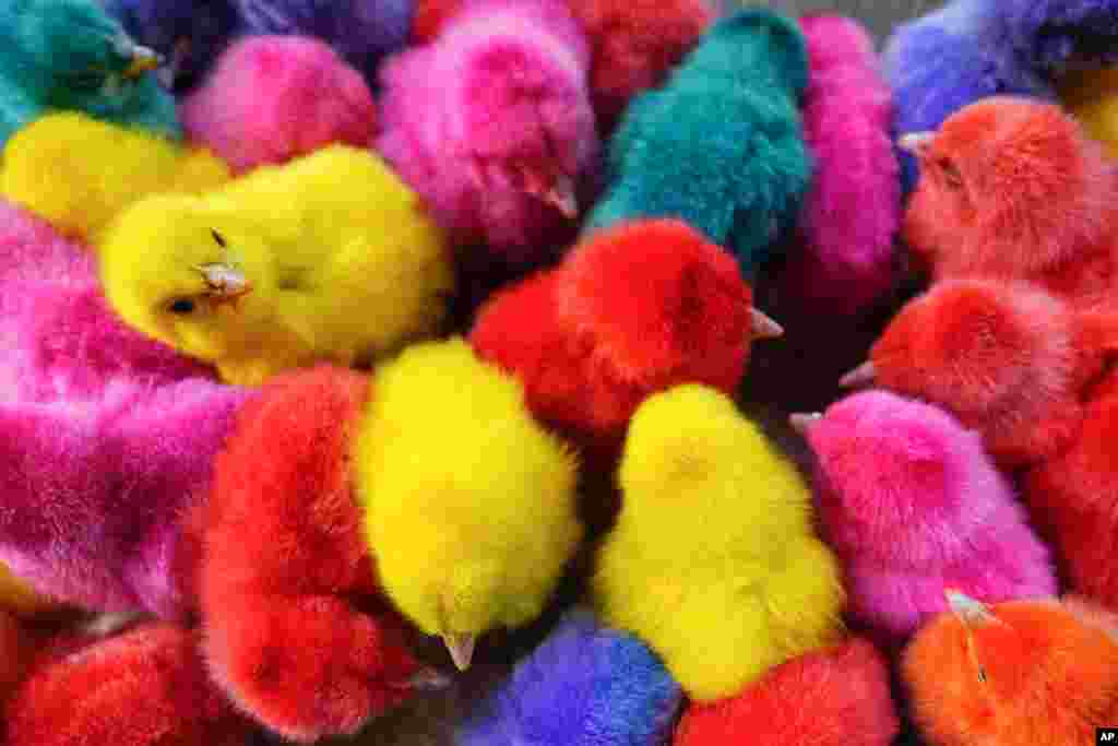 Artificially colored chicks crowd together in a cage for sale along a street in Beirut, Lebanon.