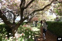 FILE - Cherry blossom, and other flowering trees add to the ambiance at the Crystal Hermitage Gardens at Ananda Village, in Nevada City, Calif., on April 8, 2022. (Elias Funez/The Union via AP, File)