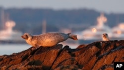 FILE - Harbor seals keep watch from a small island off Portland, Maine, July 30, 2020.