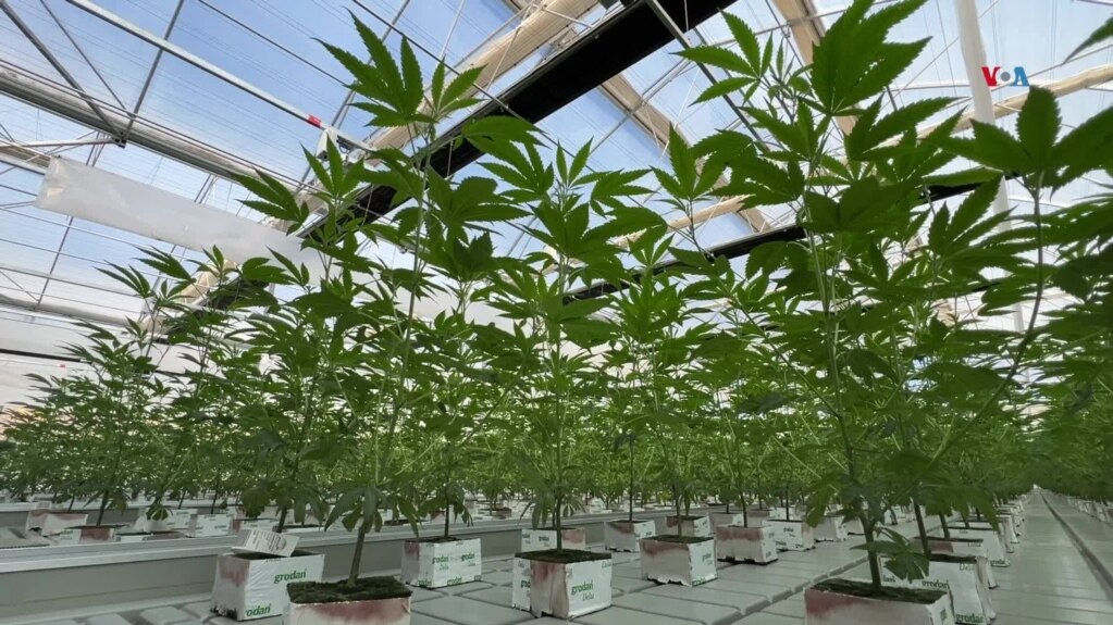 Hace siete años, Colombia legalizó la marihuana para uso medicinal, atrayendo inversores extranjeros