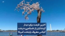 آخرین فرصت برای دیدار گردشگران از «استامپی» درخت گیلاس معروف پایتخت آمریکا