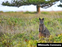 Padang rumput Victoria di Australia merupakan satu ekosistem lengkap yang mencakup spesies bunga-bunga langka (foto: Wikipedia).