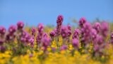 US-ENVIRONMENT-WILDFLOWERS-CONSERVATION-NATURE