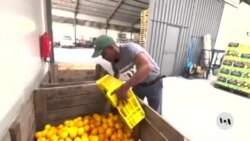 South Africa’s Agricultural Business Chamber Calls for Early Renewal of AGOA