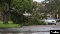 Stanovnik vozi pored srušenog drveta zbog jakih vjetrova od uragana Idalia u Clearwateru, Florida, SAD, 30. avgusta 2023. REUTERS/Adrees Latif