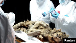 روس کے سائنس دانوں نے 44 ہزار سال پرانے بھیڑیے کی لاش کا پوسٹ مارٹم کیا ہے۔