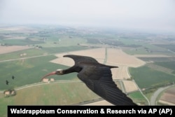 This photo provided by Waldrappteam Conservation & Research shows the migration from Northern Bald Ibis, or the Waldrapp from Seekirchen am Wallersee in Austria to Oasi Laguna di Orbetello in Italy during August and September 2022.