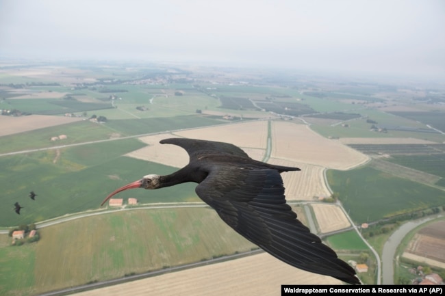 This photo provided by Waldrappteam Conservation & Research shows the migration from Northern Bald Ibis, or the Waldrapp from Seekirchen am Wallersee in Austria to Oasi Laguna di Orbetello in Italy during August and September 2022.