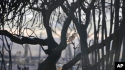 An owl sits in a burnt tree, Aug. 12, 2023, in Lahaina, Hawaii.