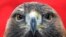 FILE - Golden eagle Inka looks to the visitors at the hunting fair in Dortmund, Germany, Jan. 28, 2020.