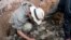 Photo released by Peruvian Ministry of Culture on August 27, 2023 shows an archaeologist next to the remains of a 3,000-year-old priest's tomb, at Pacopampa archeological site, in Cajamarca, Peru.
