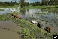 FILE - Cows graze in a flooded paddock in Kisumu, Kenya, April 17, 2024.