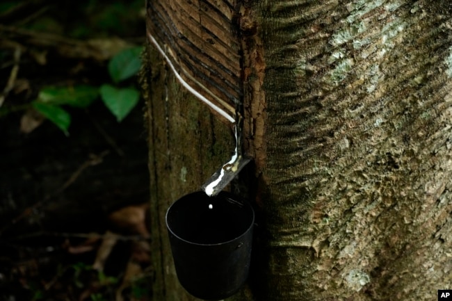 FILE - A rubber tree is prepared for rubber extraction at the Chico Mendes Extractive Reserve, Acre, Brazil, December 6, 2022. (AP Photo/Eraldo Peres, Archive)