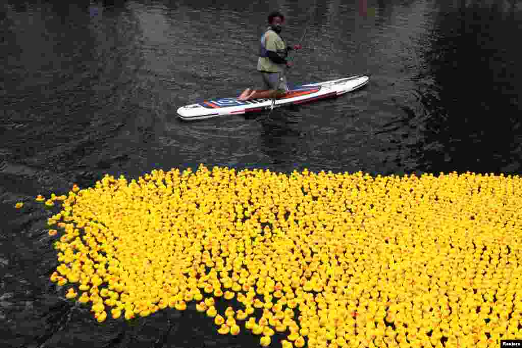 Rubber ducks float on a canal in Paddington during the annual Rubber Duck Race in London.