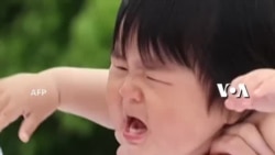 Sumo Bayi, Adu Tangis Paling Kencang!