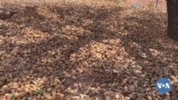 🇧🇫Bobo Dioulasso, pɔmitɛri sɛnɛbaga caman bɛ ka ɲagami Tɔn kɛmɛ caman tolilen don dugukolo la 