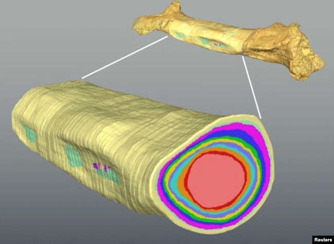 A three-dimensional model generated from a CT scan of the shin bone of the carnivorous dinosaur Majungasaurus crenatissimus, showing the annually formed growth rings, is seen in this undated handout image. (Michael D'Emic/Handout via REUTERS)