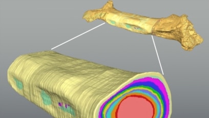 Quiz - Bone Study Suggests Dinosaur Size not Linked to Growth Rate