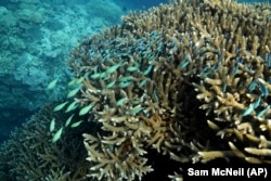 A school of blue-green chromid fish swim on Moore Reef off the coast of eastern Australia on Nov. 13, 2022. (AP Photo/Sam McNeil)