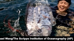 FILE - The Scripps Institution of Oceanography photo shows a team of researchers and science-minded snorkelers recovering a dead oarfish from La Jolla Cove, Calif., Aug. 10, 2024.