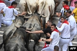 Participants run with Jose Escolar Gil breeder fighting bulls during the seventh bull run of the San Fermin festival in Pamplona, northern Spain, July 13, 2024.