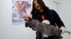 La doctora veterinaria Giselle Rubio muestra un gato Sphynx al anunciar que está en adopción en un albergue de animales, luego de que fuera rescatado por policías del penal Cereso 3 con un tatuaje que dice "Hecho en México", en Ciudad Juárez, el 21 de febrero de 2023.