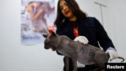 La doctora veterinaria Giselle Rubio muestra un gato Sphynx al anunciar que está en adopción en un albergue de animales, luego de que fuera rescatado por policías del penal Cereso 3 con un tatuaje que dice "Hecho en México", en Ciudad Juárez, el 21 de febrero de 2023.