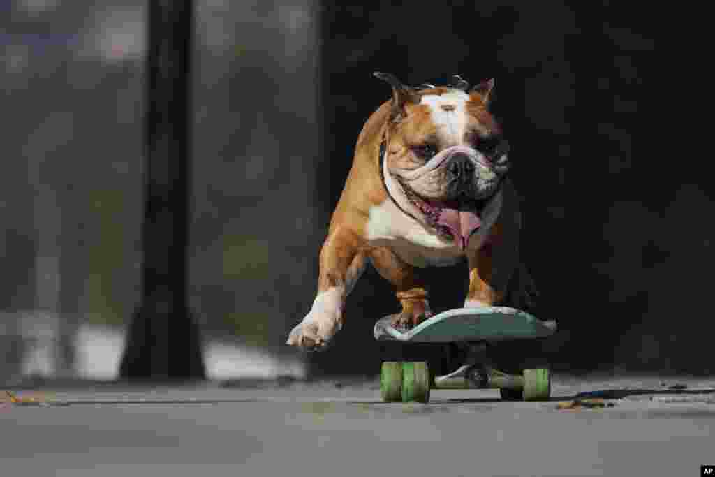 A dog rides a skateboard during "Dog Day" celebrations in Santiago, Chile, July 20, 2024.