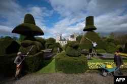 Head Gardener Chris Crowder, 2nd right, and his team of gardeners work to prepare the world's oldest topiary garden in the grounds of Levens Hall, an Elizabethan stately home, near Kendal in north-west England.