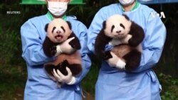 Зоолошката градина во Јужна Кореја ги откри имињата на бебињата панди близнаци