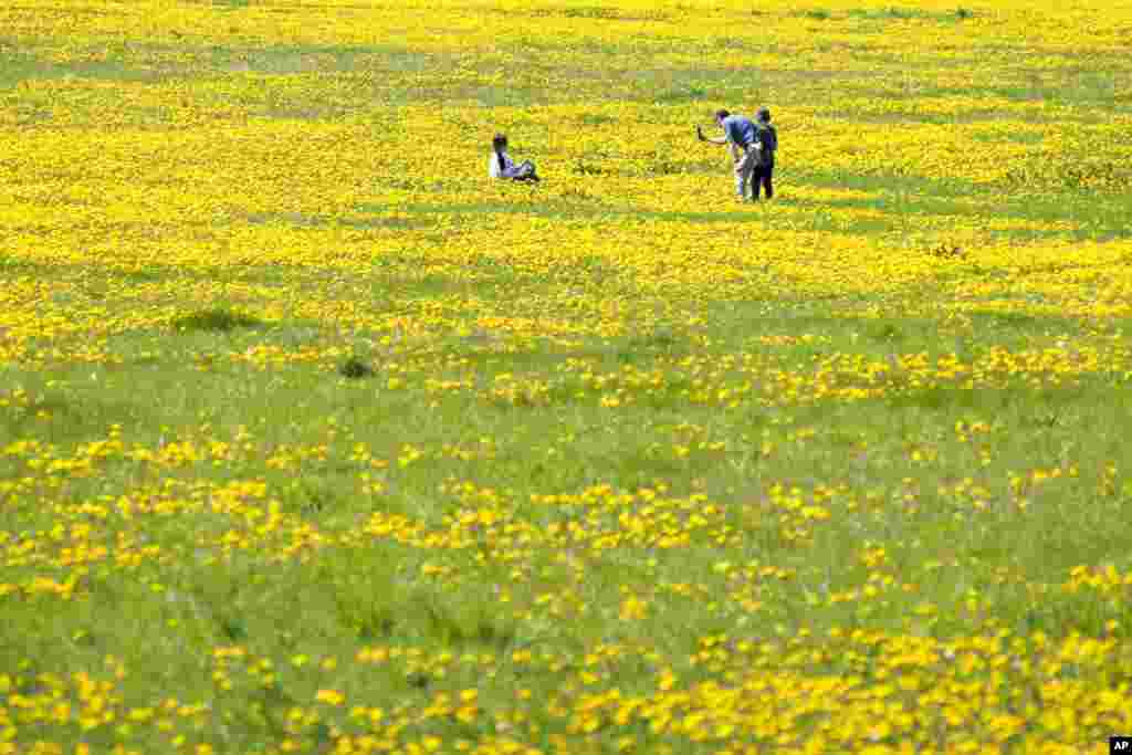 People take photos in the dandelion meadows outside Tallinn, Estonia, May 19, 2024.