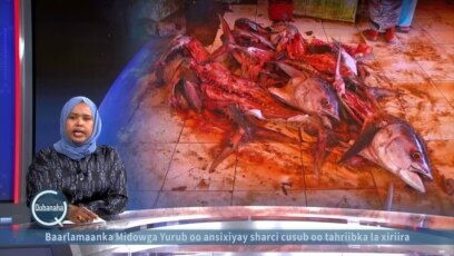 Nadaafad darrada suuqa kalluunka ee Muqdisho