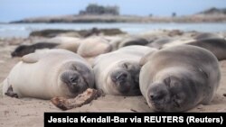 Gajah laut utara berusia dua bulan tidur di pantai di Ano Nuevo State Park di California, AS April 2020. (Foto: Jessica Kendall-Bar via REUTERS)